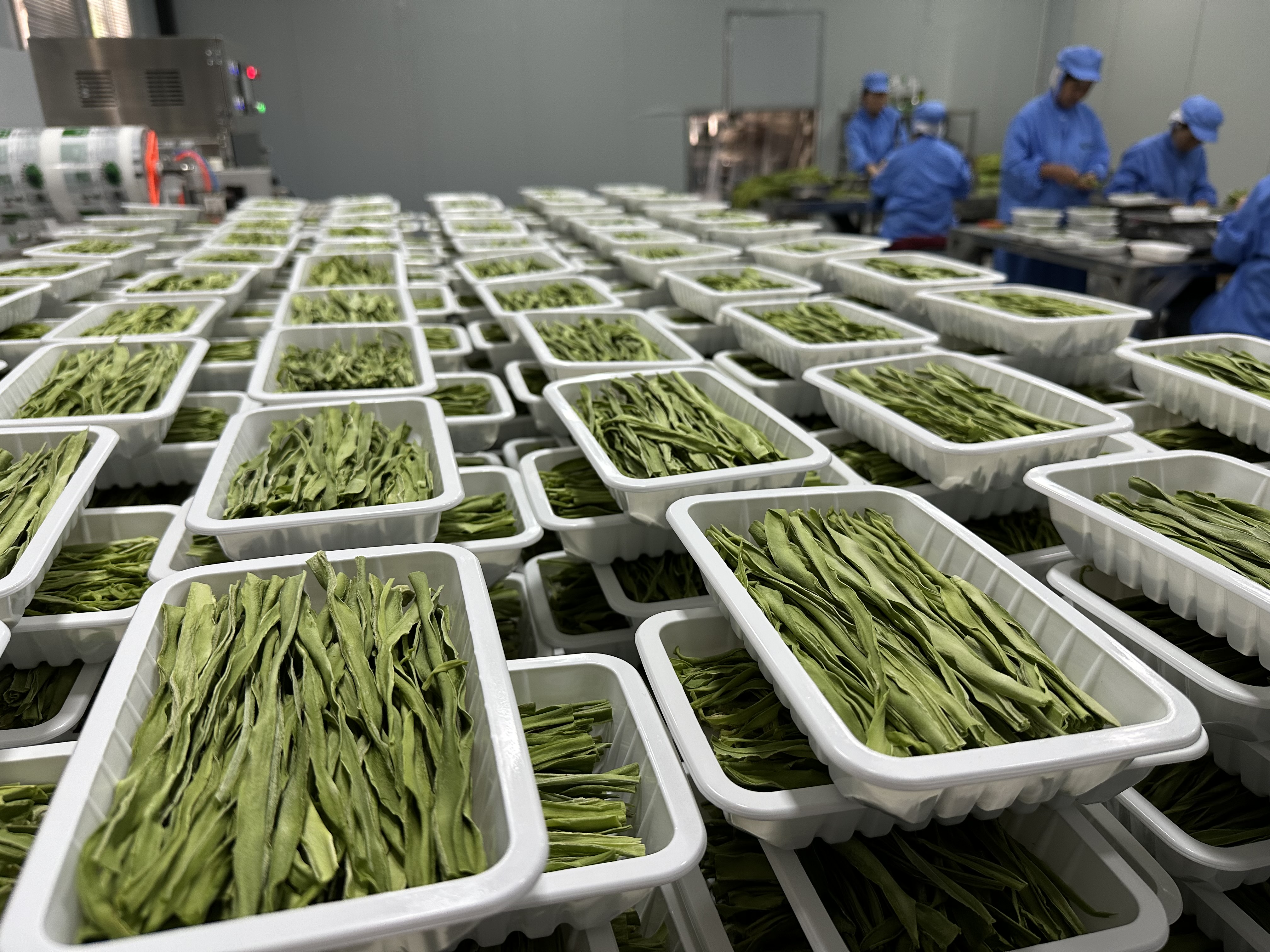 云南贡菜高原贡菜干火锅餐饮商超切段盒装贡菜