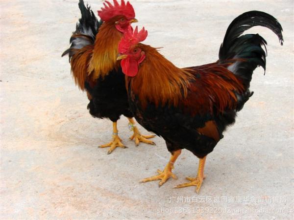 衡阳湖南衡阳孵化场，四季孵化，清远麻鸡苗，黄脚麻鸭鸡苗，厂家直销