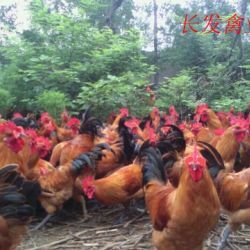 衡阳湖南衡阳孵化场，四季供应，放养红羽青脚土鸡苗厂家直销质量保证