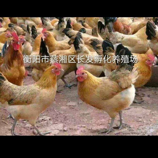 衡阳湖南衡阳厂家直销，放养红羽青脚土鸡苗厂家直销质量保证全国包邮