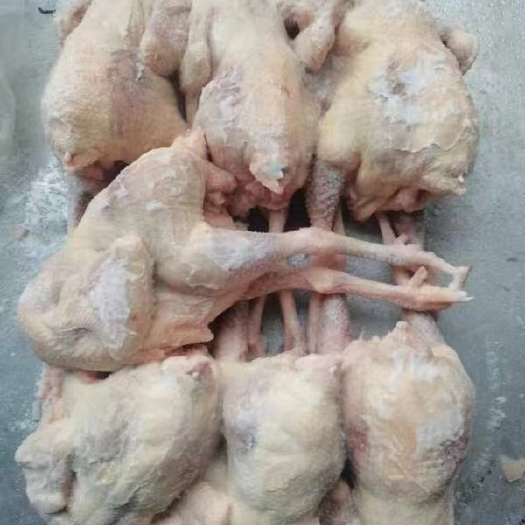 文安县淘汰600天老母鸡，冷链发货可快递，量大优惠