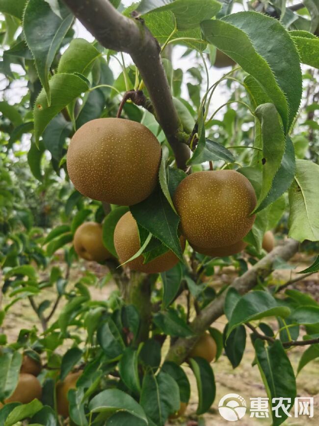 湖北优质圆黄梨大量上市中，物美价廉，欢迎来购