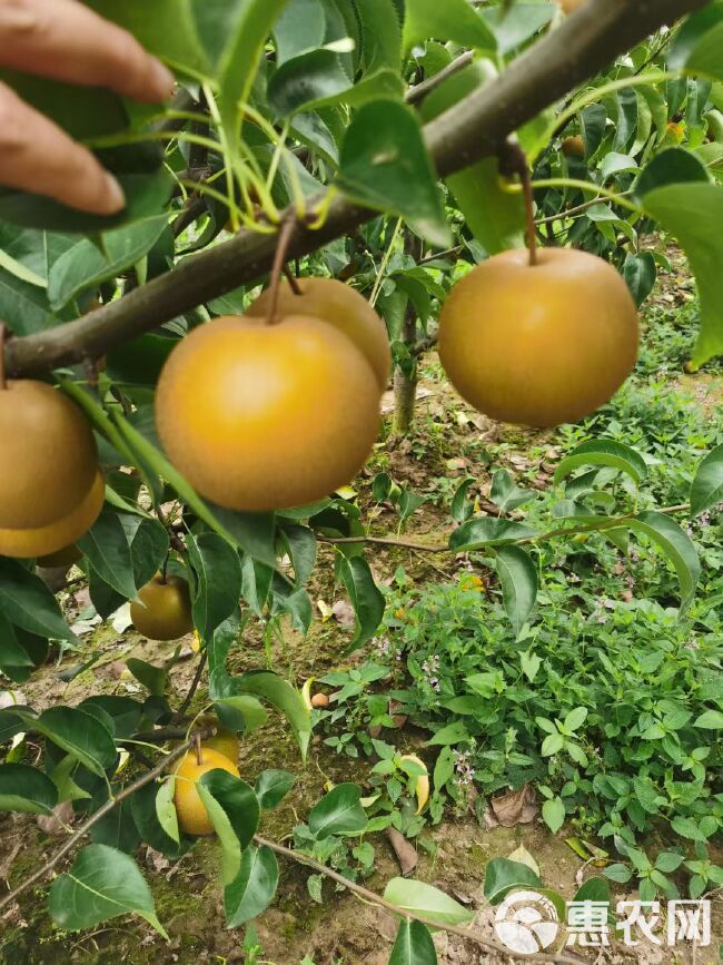 湖北优质圆黄梨大量上市中，物美价廉，欢迎来购