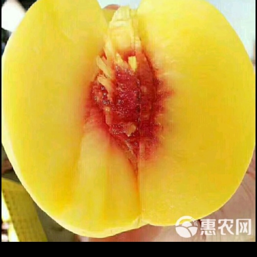 炎陵县炎陵黄桃