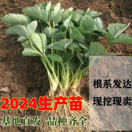 沭阳县奶油草莓苗2024苗新苗 脱毒苗全国直发成活率高顺丰冷链直发