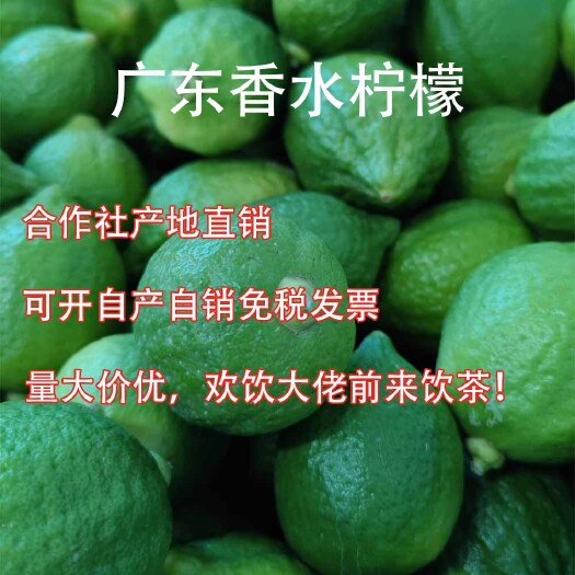 广州广东香水柠檬 广州本地果园直销常年稳定供应