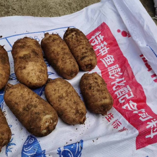 宜昌2024年新鲜天麻上市