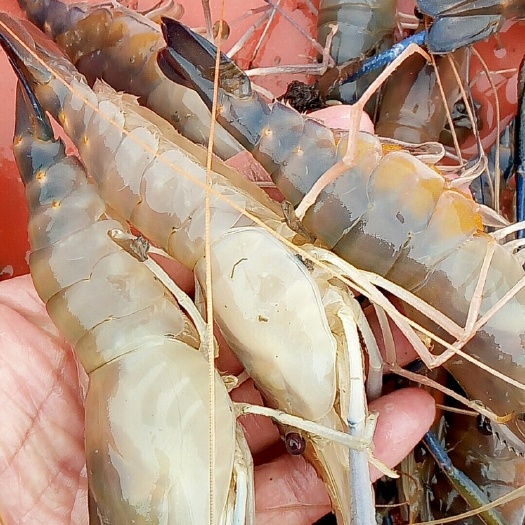 肇庆罗氏虾批发