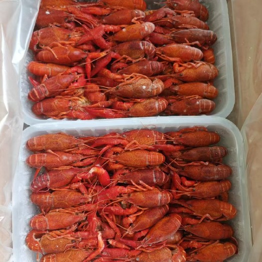 南宁世纪鲜漂烫整肢龙虾 液氮锁鲜 中虾 小龙虾