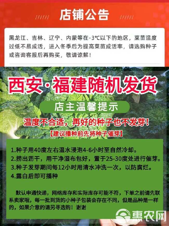 西芹种子 大肉西芹种子芹菜种籽肉厚实芹脆爽阳台盆栽庭院农家菜