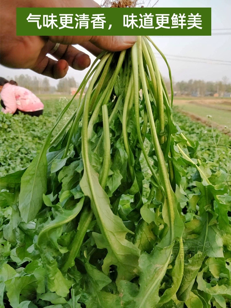 荠荠菜种子农家春播大叶春野菜种籽食用盆栽荠菜种孑青菜种籽