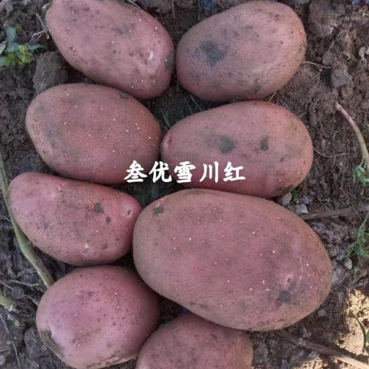 沽源县大量供应雪川红。炖肉好搭档