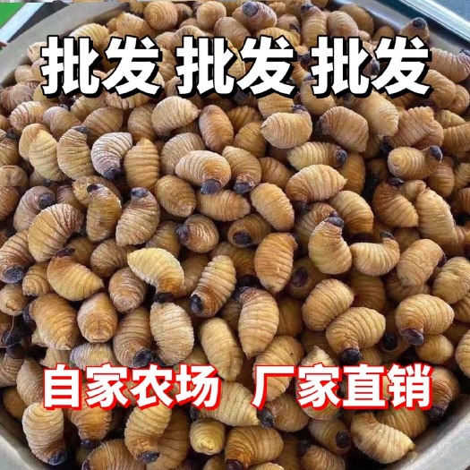 遂溪县高蛋白竹虫批发椰子虫批发冷冻活体都可以