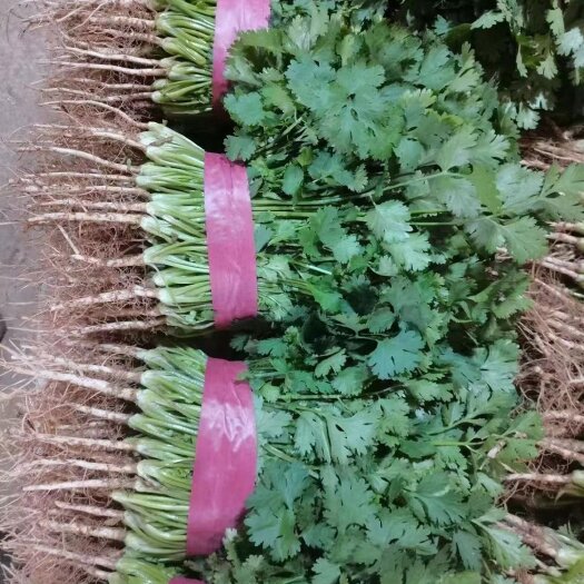 邯郸香菜
