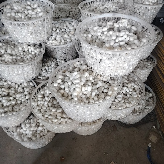 我1000斤鲜蚕茧要卖出去。
