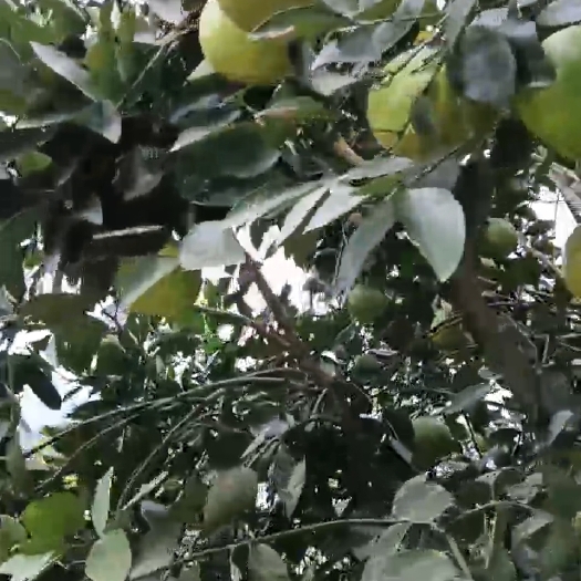 南靖县葡萄柚