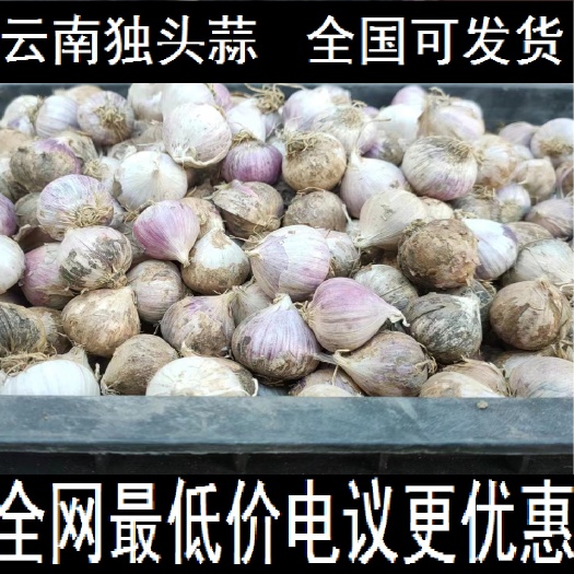 云南大理獨頭蒜 干蒜產(chǎn)地批發(fā)全國發(fā)貨二級貨顏色一般