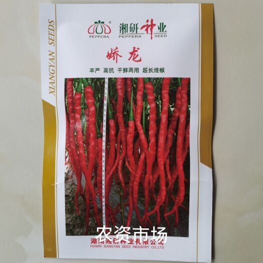 华容县娇龙 辣椒种子 中熟 丰产 高抗 超长线椒 干鲜两用味辣