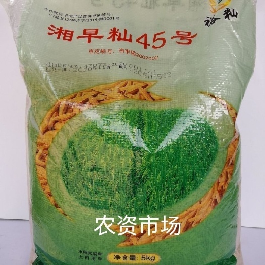 华容县湘早灿45号常规双季早稻水稻种子,生育期105-106天