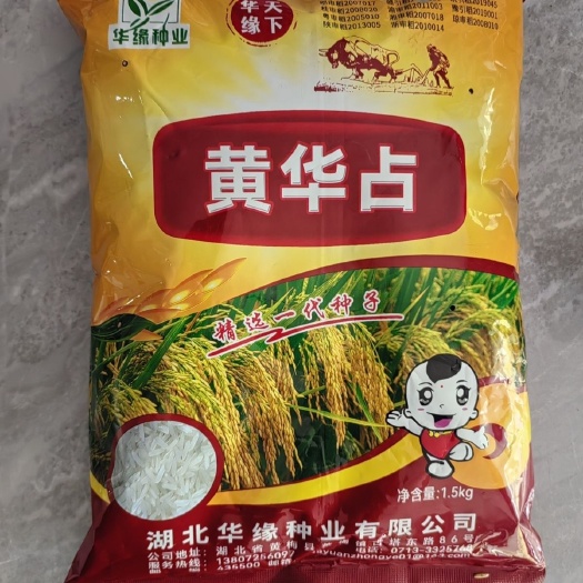 华容县华缘种业黄华占水稻种子 常规稻中稻抗倒伏直播稻再生稻谷种子