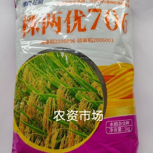 华容县株两优706杂交水稻种  抗倒伏抗病 生长旺盛 产量高米质好
