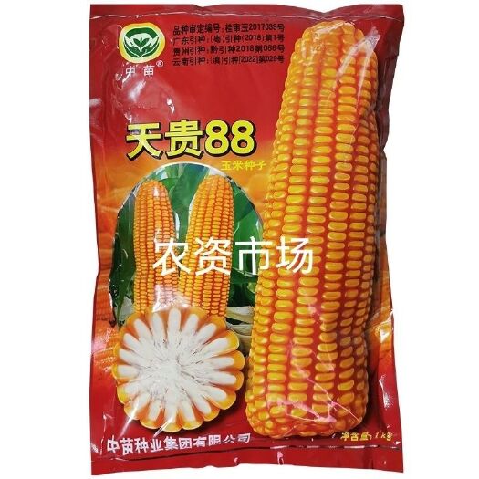 华容县广西中苗天贵88玉米种子穗筒型白轴硬粒型玉米苞谷种抗病产量高