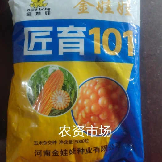 华容县匠玉101杂交玉米种子 穗轴白色  抗病 抗倒伏  产量高