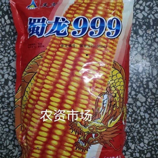 华容县蜀龙999饲料玉米种子籽粒黄色 半马齿型抗病适应广 丰产