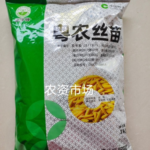 华容县粤农丝苗水稻种子 国审品种 高抗稻瘟病 抗倒力强 米质优