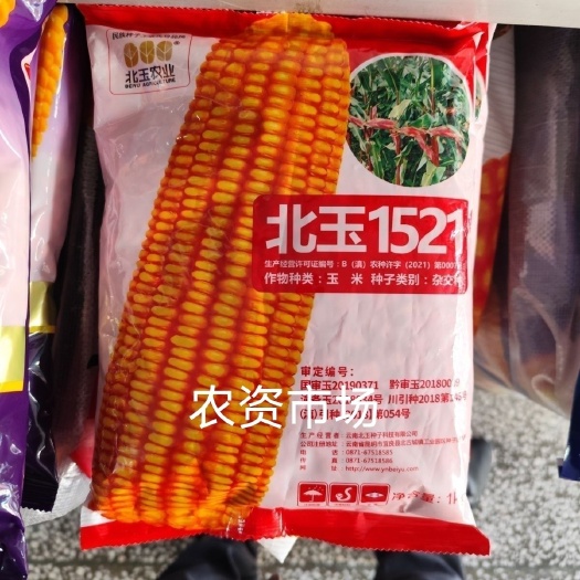 华容县北玉1521玉米种子壳深紫色白轴籽粒黄色 抗倒伏抗病产量高