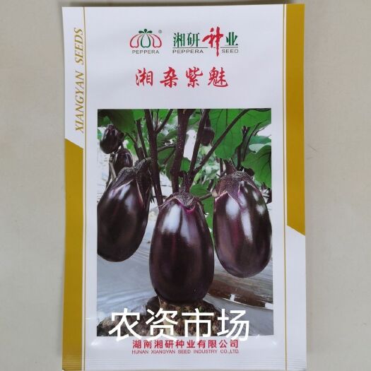 华容县湘研紫魅 一代早熟杂交茄子 果肉淡肉细嫩软糯抗病采收长