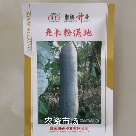 华容县湘研牌 亮长粉满地冬瓜种 粉皮冬瓜 炮弹型 瓜长80厘米左右