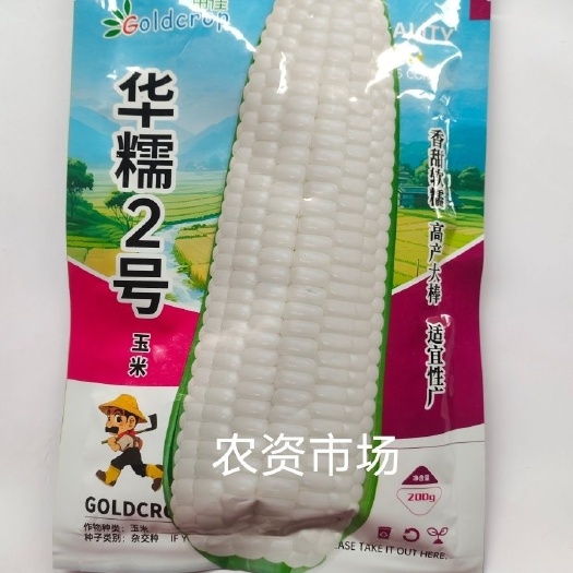 华容县华糯2号玉米种子 抗病抗倒伏适应性广 香甜软糯 大棒 产量高