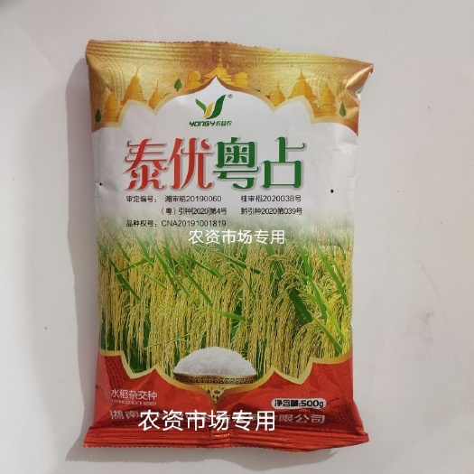 永益泰优粤占杂交水稻种子杂交 广西作双季稻产量高米好吃
