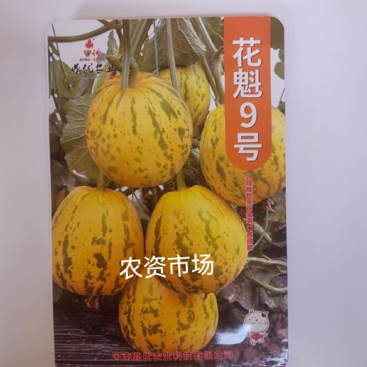 华容县花魁9号 花皮八里香甜瓜种子薄皮 白肉果实香味浓产量高
