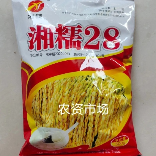 华容县糯谷种子 糯稻种子 湘糯28 大长粒糯米 常规糯米种子 1斤