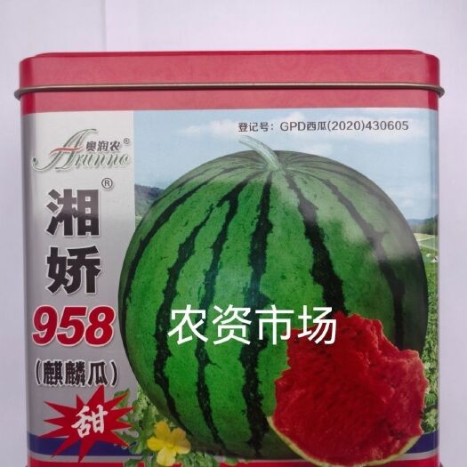 华容县湘娇958大果甜麒麟西瓜种籽 中早熟圆形大红瓤 不易裂瓜果皮