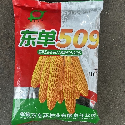 华容县【热卖】东单509玉米种子 包谷小钢炮铁杆矮杆大棒 产量高