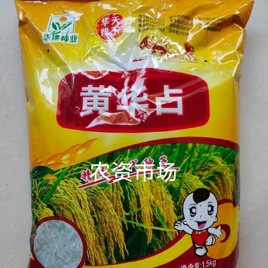 华容县原装优质水稻稻谷种子黄华占一季中稻常规种水稻产量高抗倒长粒