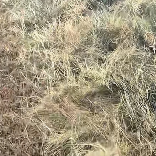 东乌旗锡林浩特东乌旗纯碱草