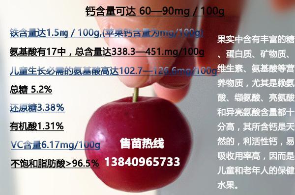 本溪县钙果苗 0.5~1米 