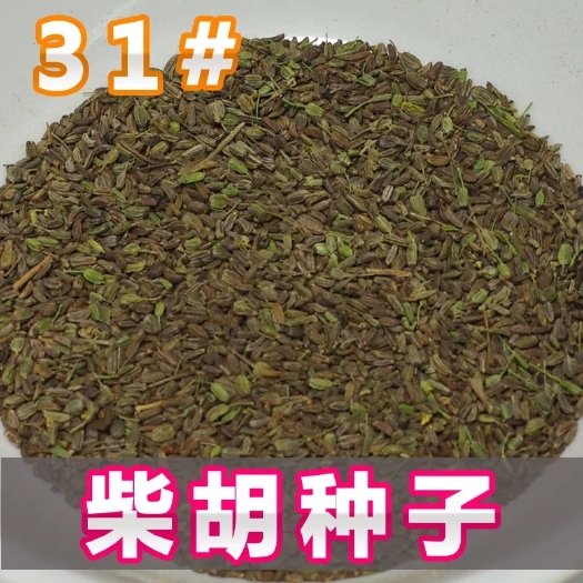 亳州柴胡种子