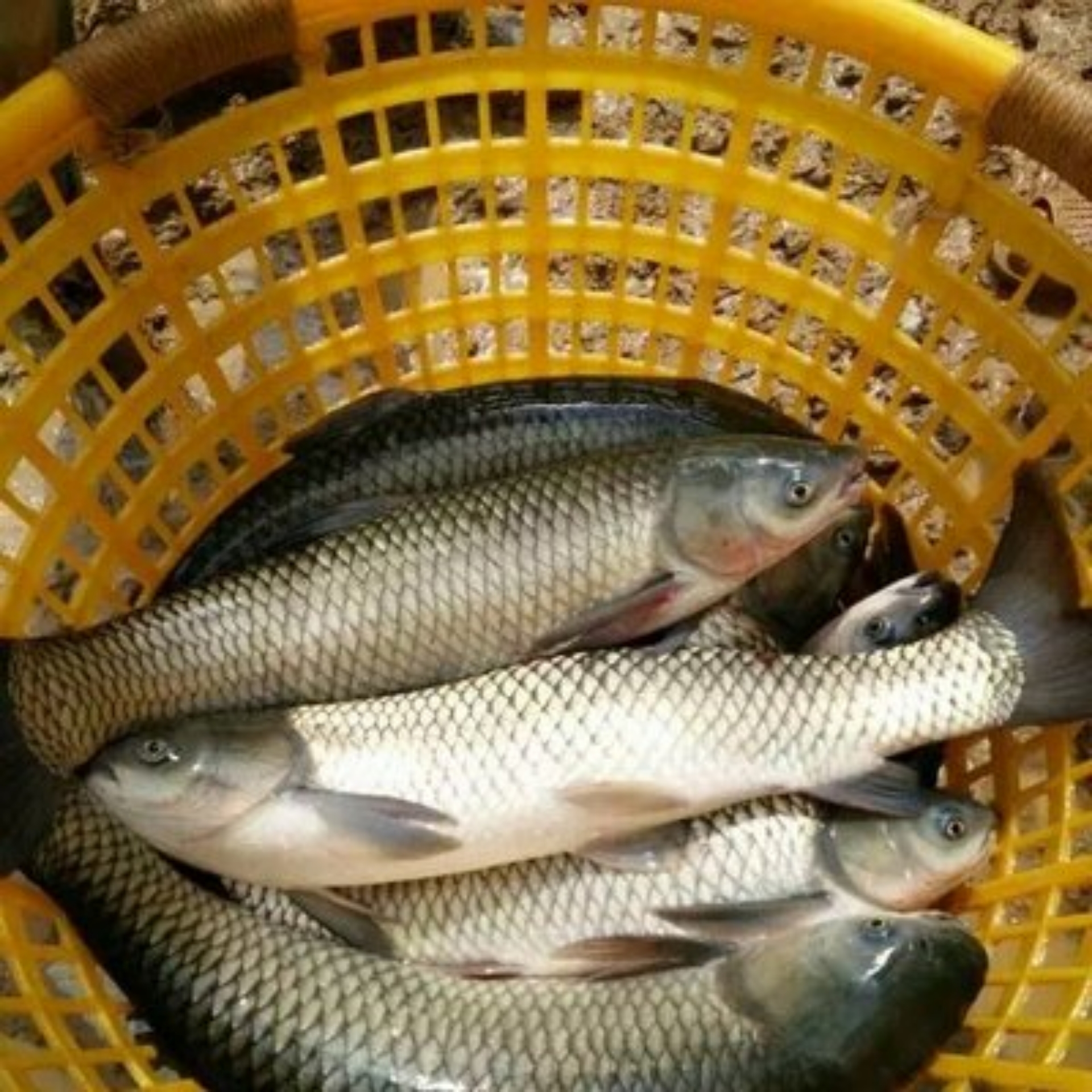 福清市池塘草鱼 人工养殖 1.5-3公斤