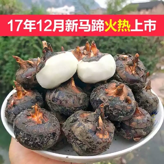 始兴县始兴马蹄 大号