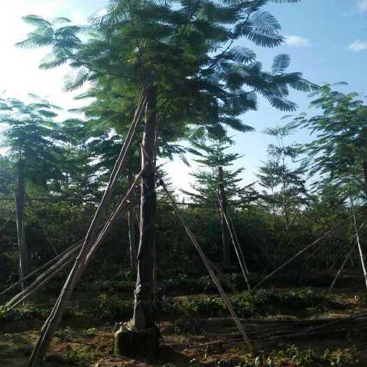 漳州凤凰木