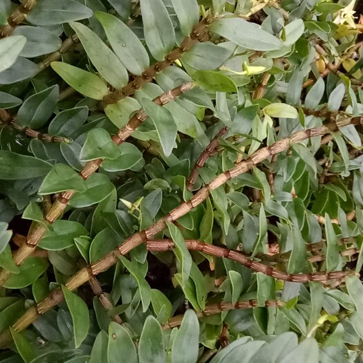绿春县铁皮石斛 优质鲜条，干花，干条，铁皮枫斗，三七，冬虫夏草，等