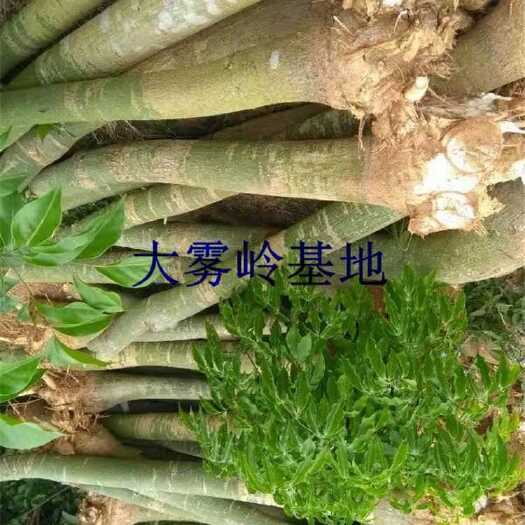 信宜市 发财树种植基地招财树种植户大发财树