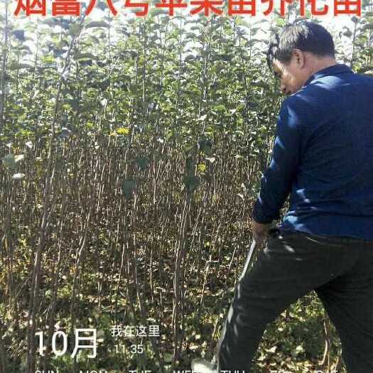 绛县红富士苹果苗 1~1.5米