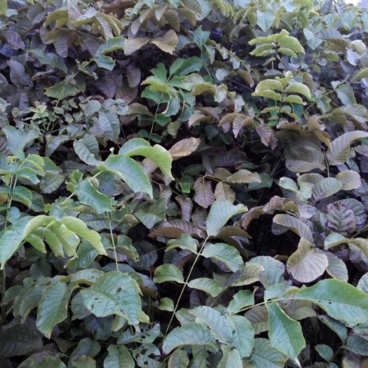 平邑县薄皮核桃苗