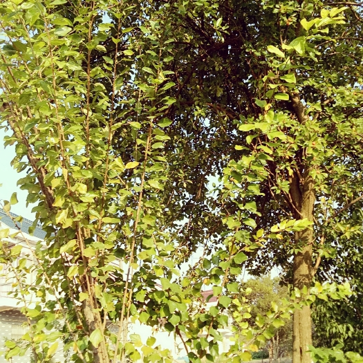 如东县柞树 1.5~2米 